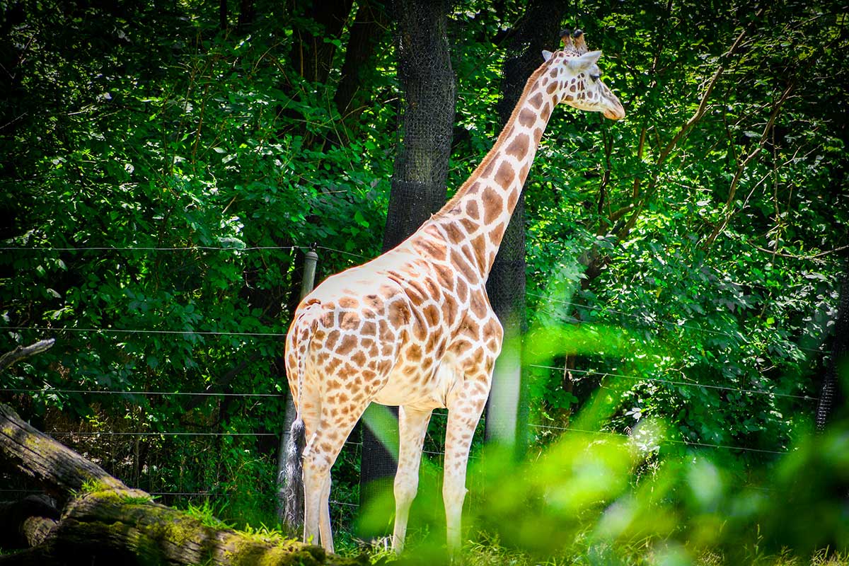 Giraffe in Zoogehege